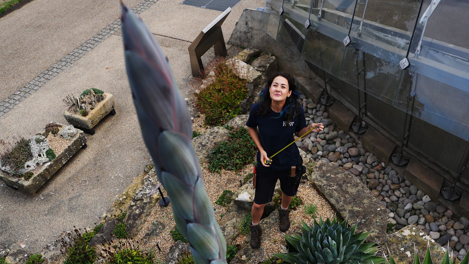 Rare Agave at Kew Gardens Begins Spectacular Death Bloom After Two Decades