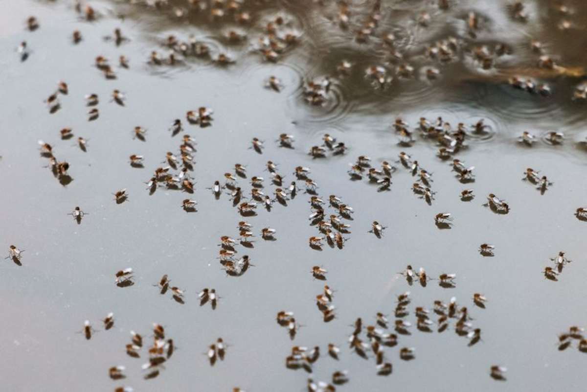 Bangladesh dengue outbreak accelerates rapidly as hospitals face record daily admissions and severe strains.