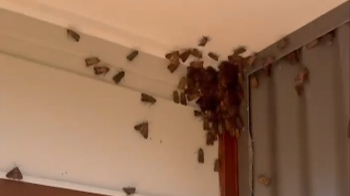 Endangered bogong moths swarm Sydney and coastal areas during their annual spring migration.