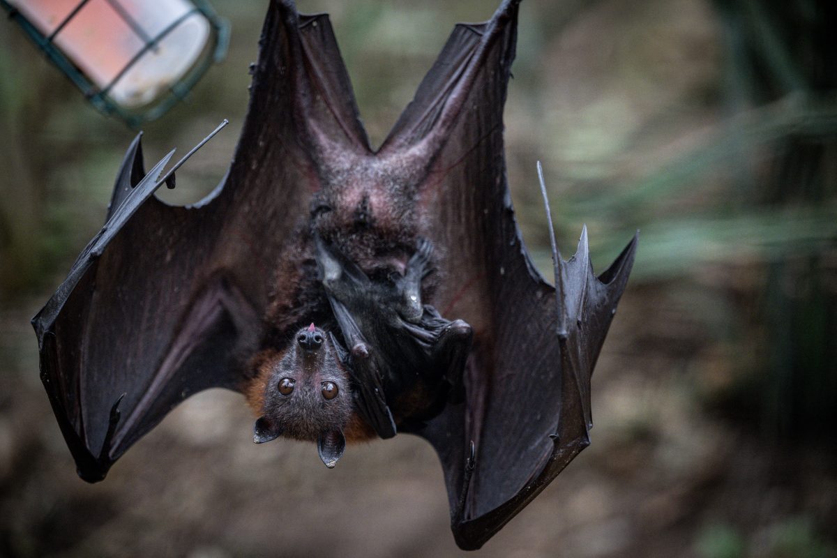CDC Issues Nationwide Rabies Advisory as Exposures and Treatment Rates Surge