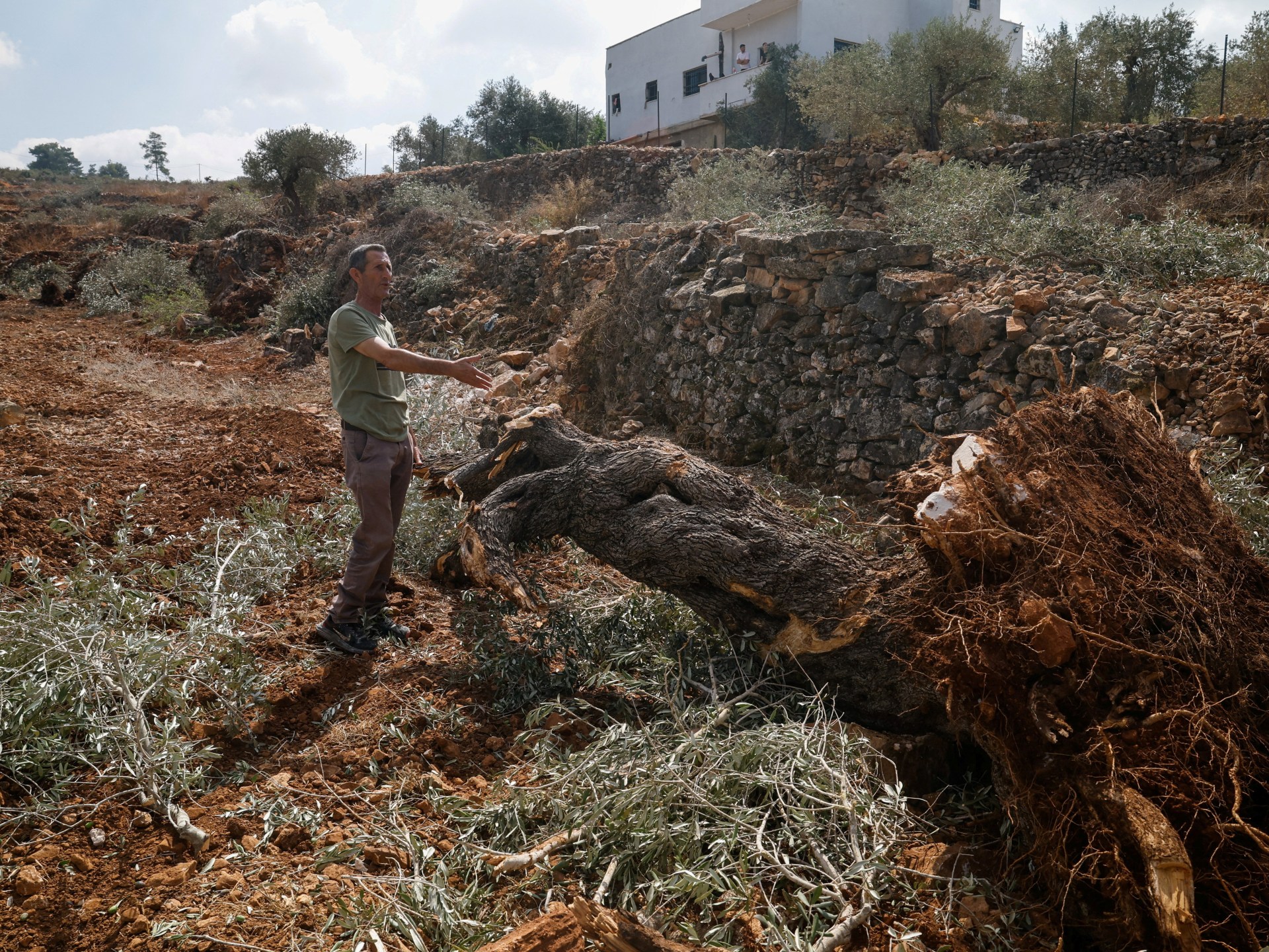 Israeli Military Bulldozers Destroy West Bank Olive Groves Days Before Annual Harvest