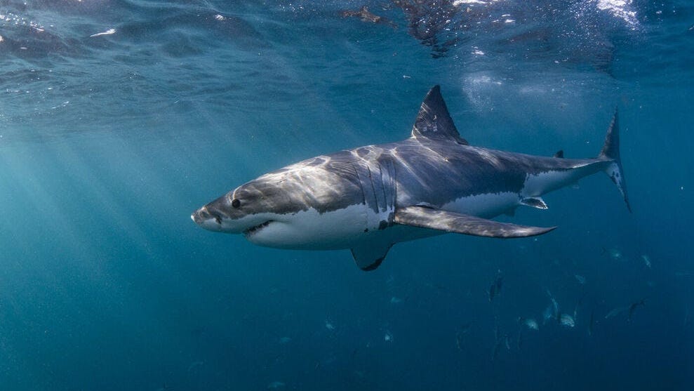 Swimmer killed in suspected fatal shark attack off Western Australia coast