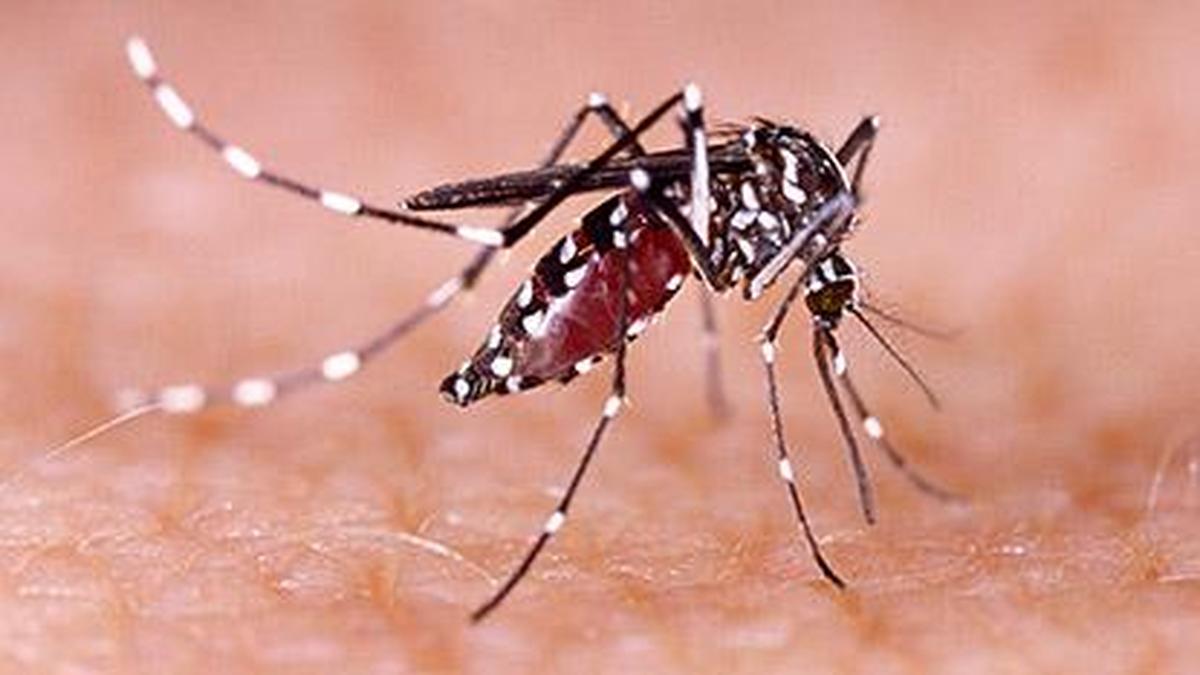 Florida Declares Emergencies and India Steps Up Controls as Dengue Cases Rise