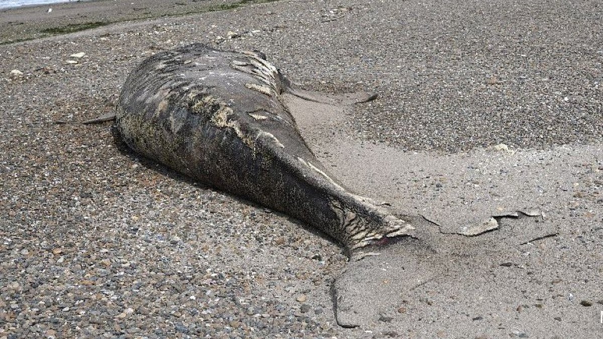 Scientists Investigate Mysterious Bacterial Infection Linked to Argentina Whale Calf Deaths