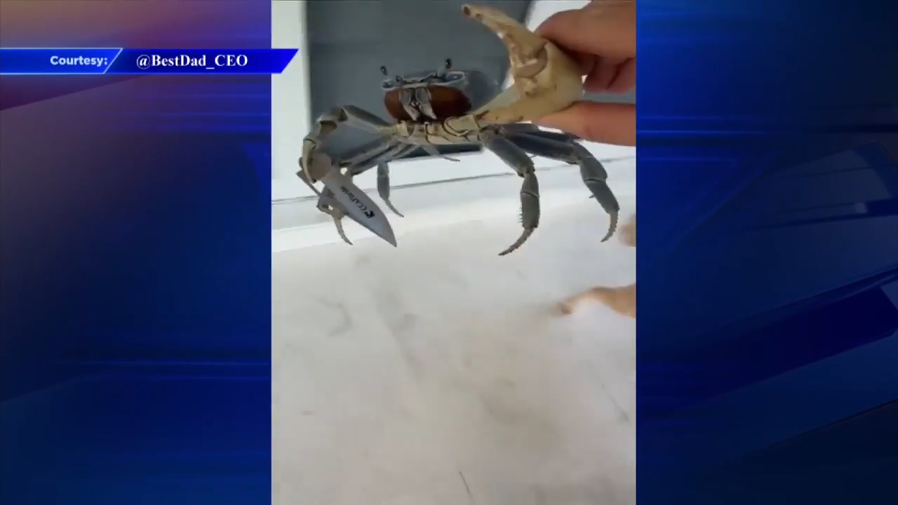Florida Crab Video With Knife Draws Viral Attention