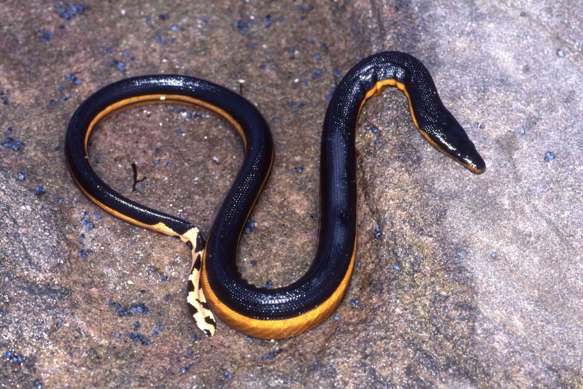 Rare Venomous Sea Snake Washes Ashore in California