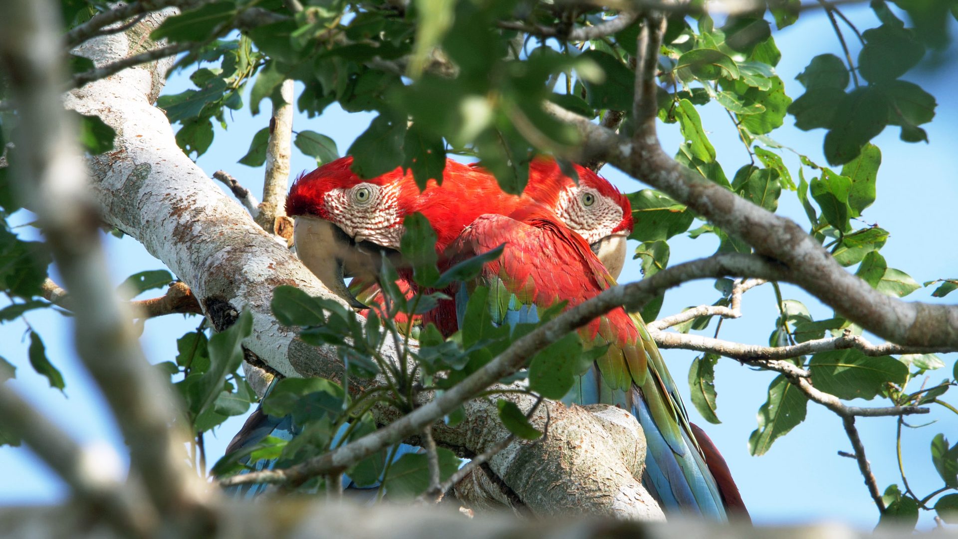 New Research Reveals How Forest Canopies Shape Vulnerable Bird Communities in Peru