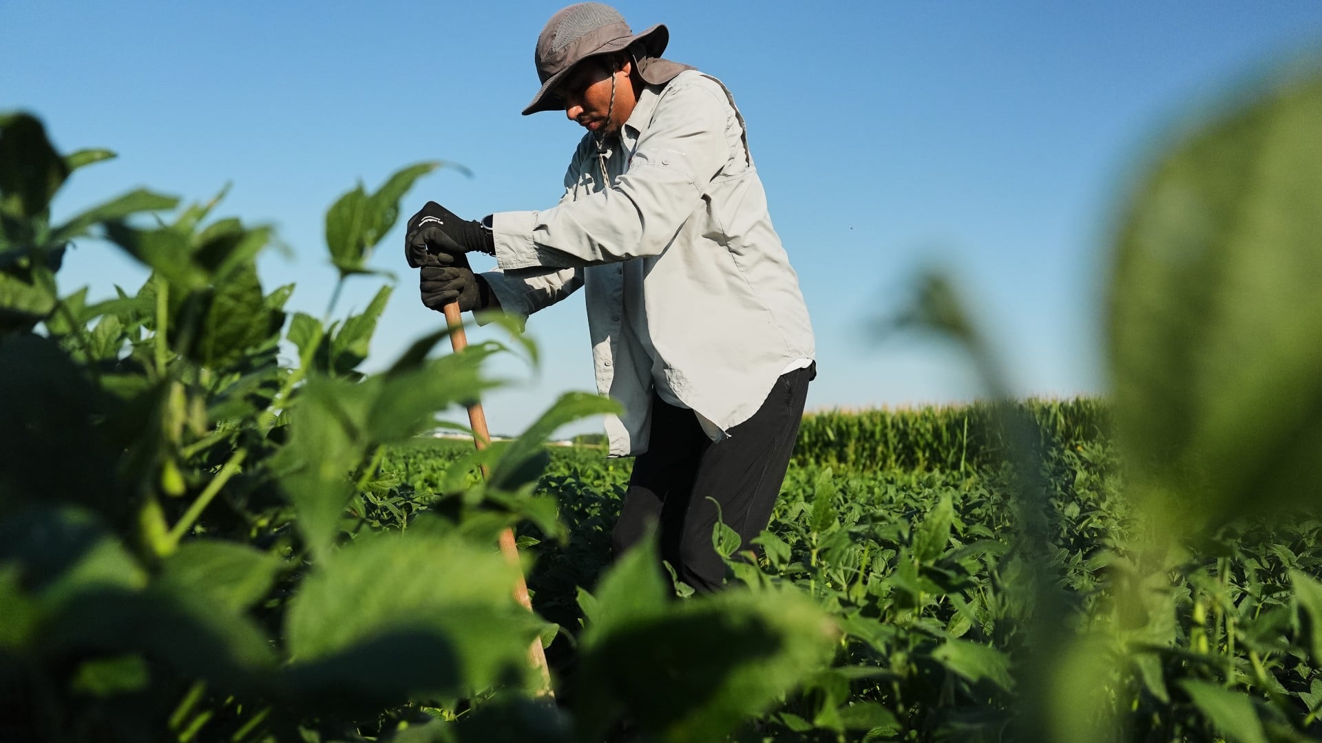 Salk Institute researchers develop genetically engineered soybeans with deeper roots to store atmospheric carbon.