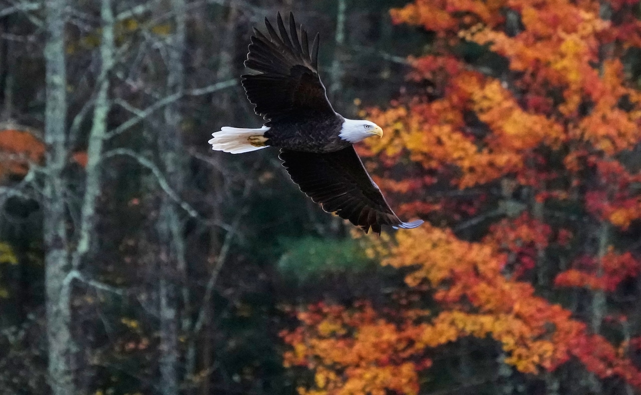 New Fall Guides Highlight Vibrant Foliage and Seasonal Attractions Across Multiple Regions