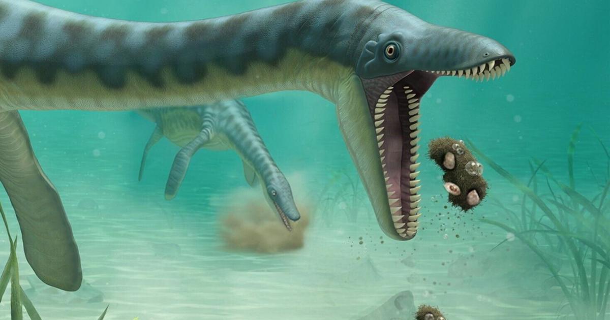 Jurassic Fossils Reveal Plesiosaurs Regurgitated Indigestible Prey Ashore Off Norway