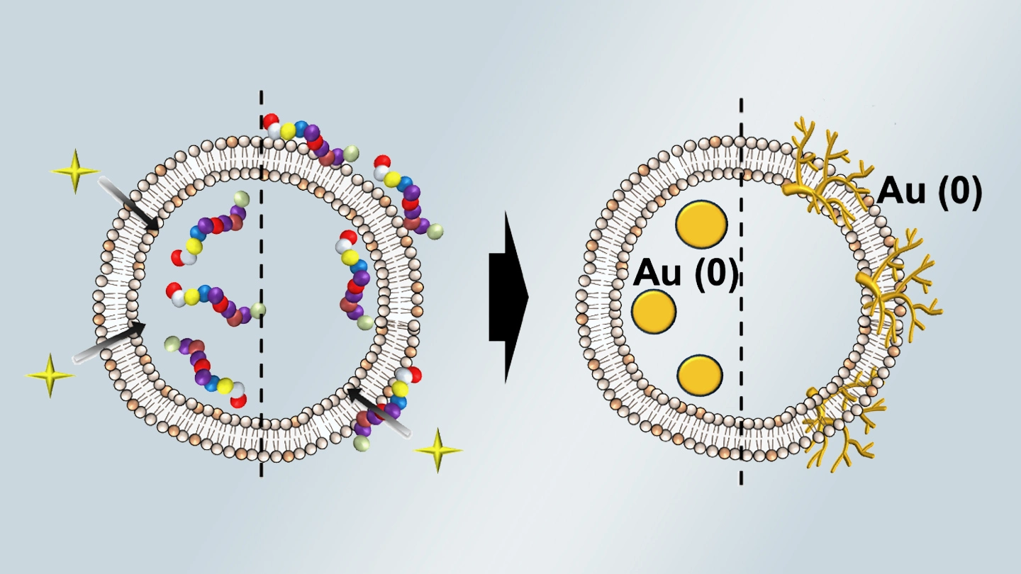 Peptide Positioning Inside Liposome Nanoreactors Controls Gold Nanoparticle Shape and Structure