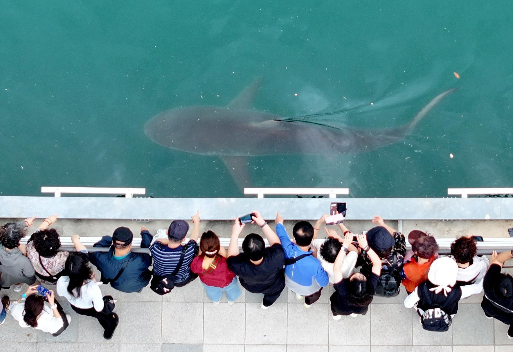 Trapped Busan Shark Draws Huge Crowds and Becomes Honorary Public Relations Ambassador