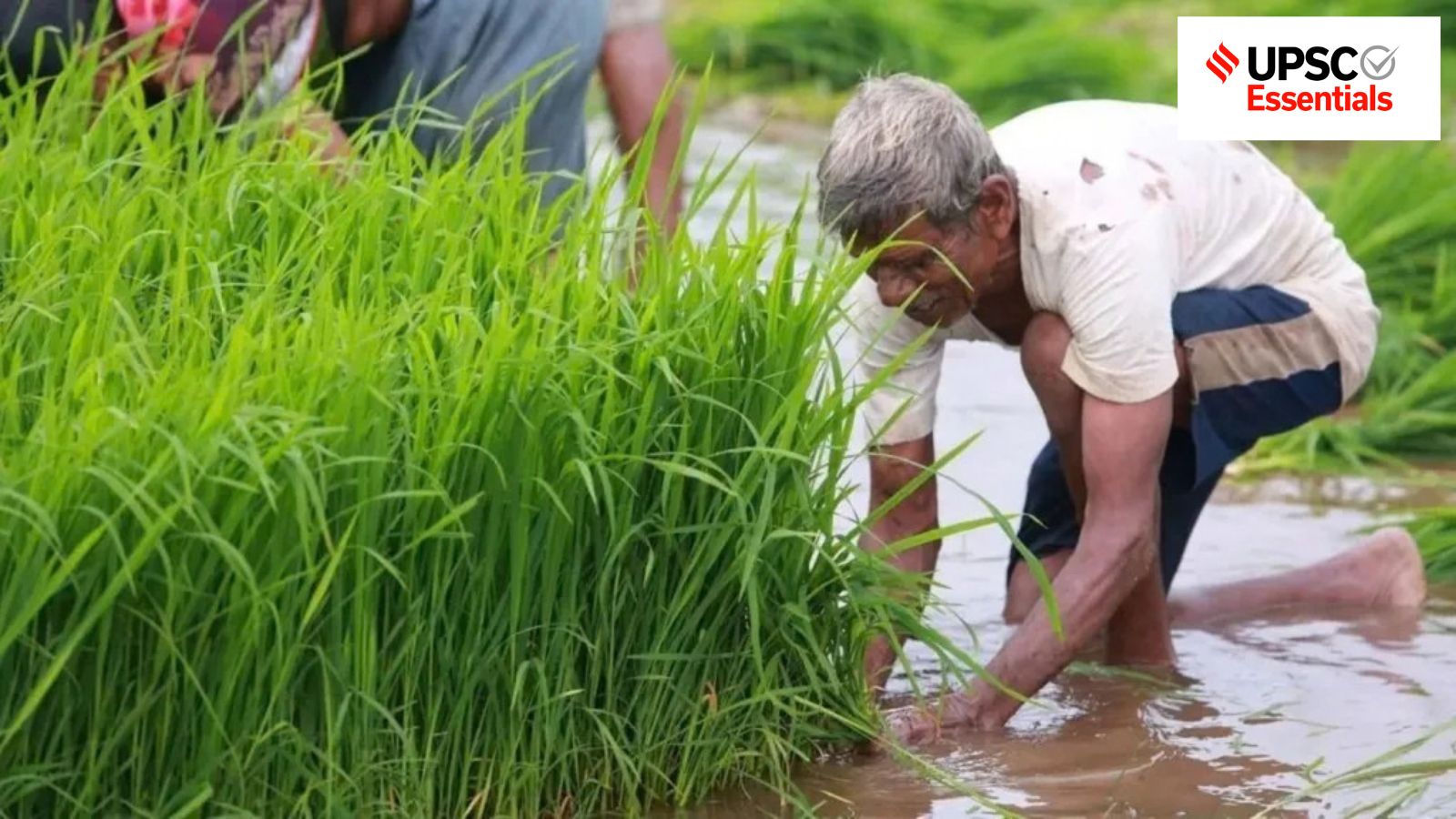 Artificial Intelligence Transforms Agricultural Practices Across Global Markets and Startups