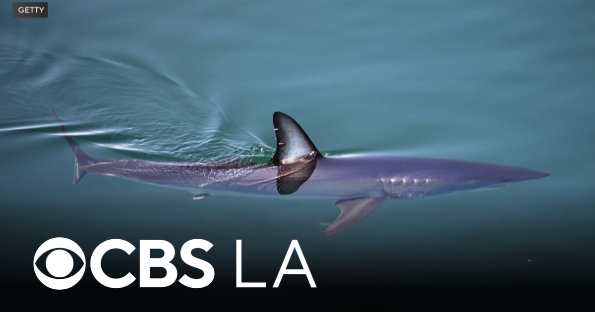A fisherman was bitten by a Mako shark in Malibu while trying to release it.