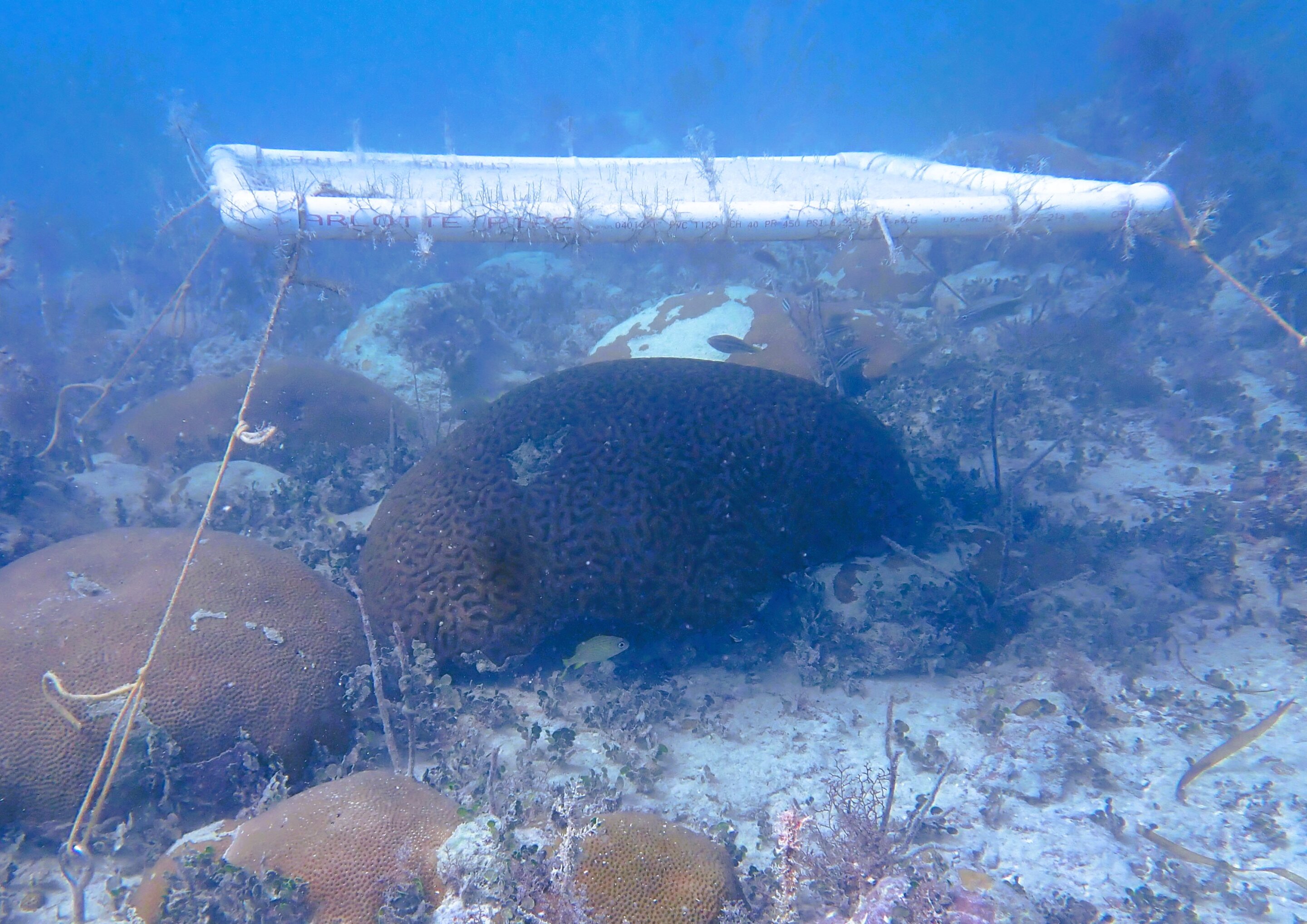 Underwater shades help vulnerable Florida Keys corals survive extreme summer marine heatwaves.
