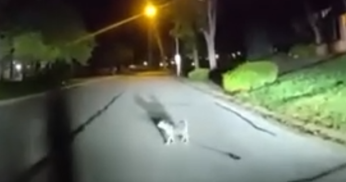 A loyal leashed dog in Kansas successfully leads a police officer to an injured homeowner.