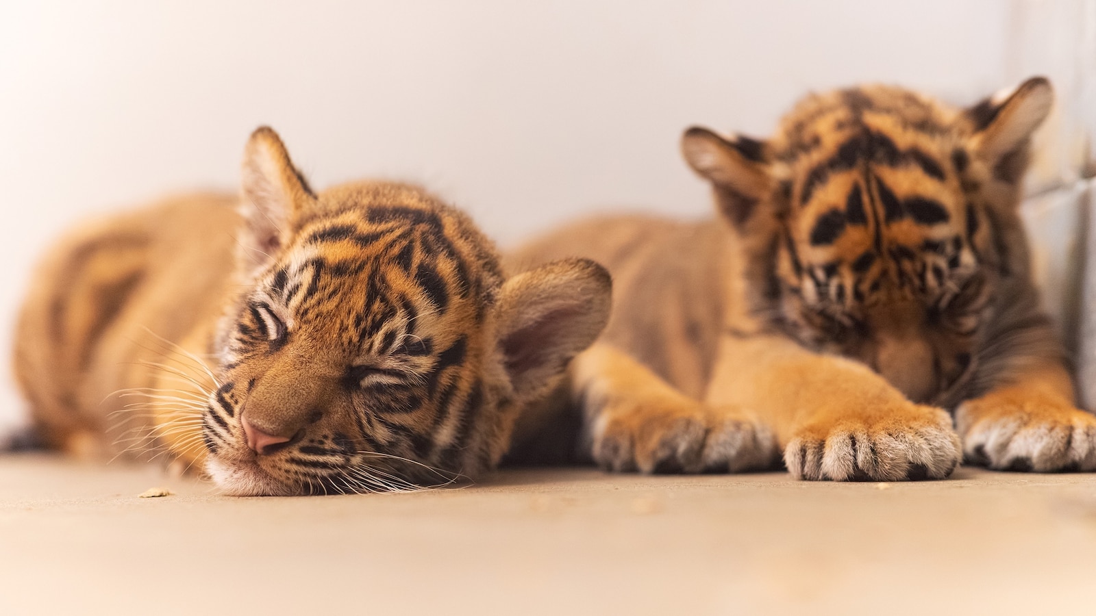 Fort Worth Zoo Welcomes First Sumatran Tiger Cubs in Decades
