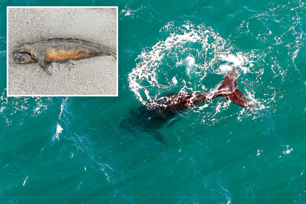 Researchers investigate rising southern right whale calf deaths along Argentina's breeding coast.
