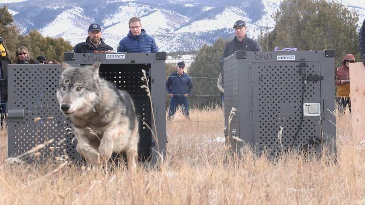 Colorado pauses routine wolf removals amid growing concerns over survival rates and population growth.