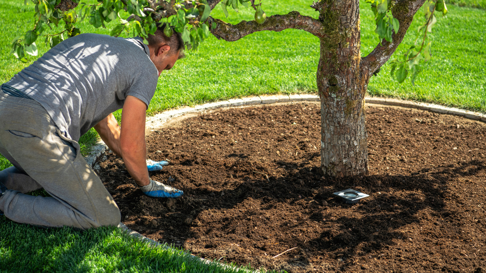 Essential Autumn Garden Tips for Protecting Lawns and Planting Spring Bulbs