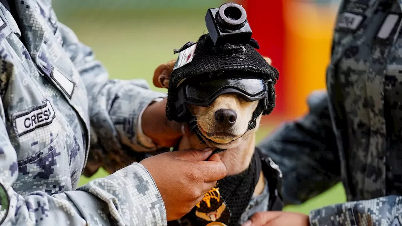 Mexico National Guard recruits a tiny Chihuahua for search and rescue training.