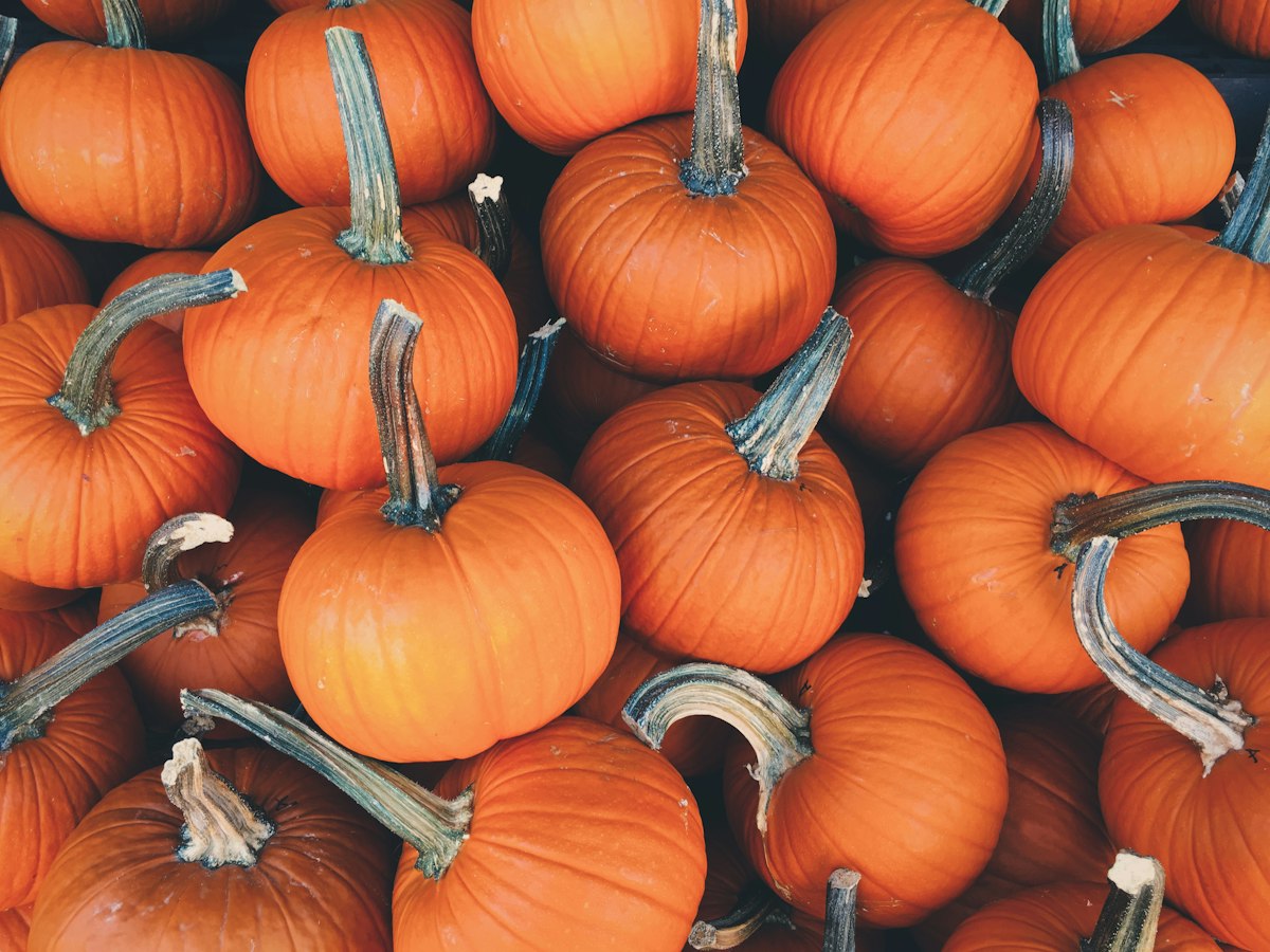 Essex Farm Named UK's Best Pumpkin Patch in New AA Rankings