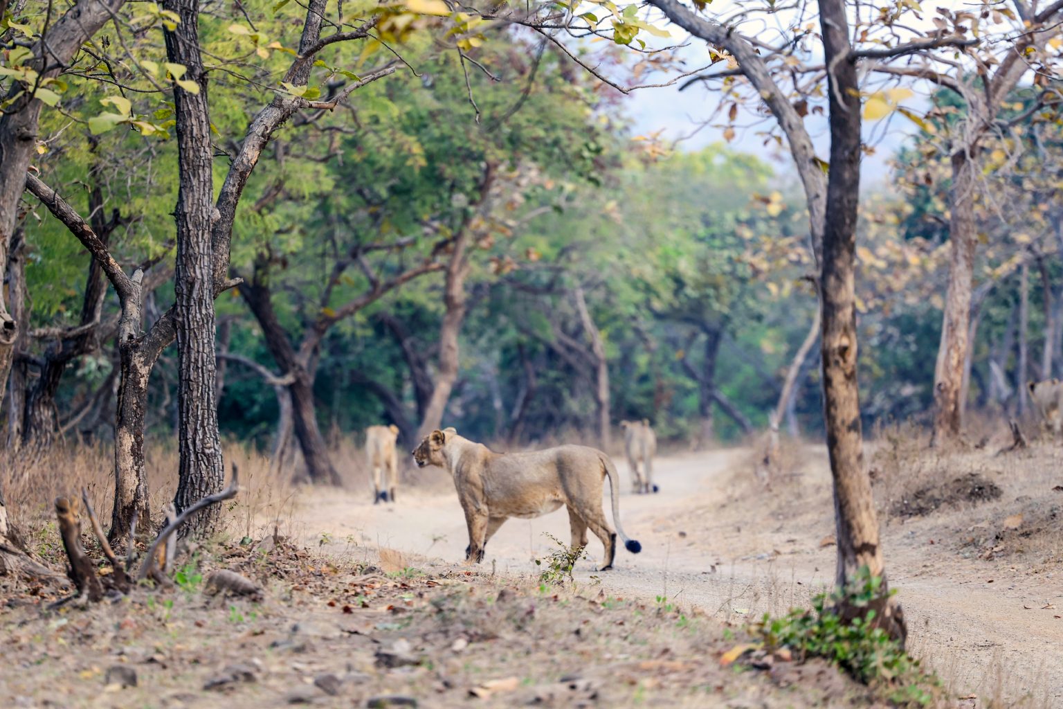 Gujarat Reorganizes Forest Division to Protect Asiatic Lions Returning After 143 Years