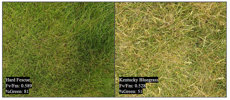 Widespread Drought Slows Grass Growth and Reduces Lawn Mowing Visits Across Markets