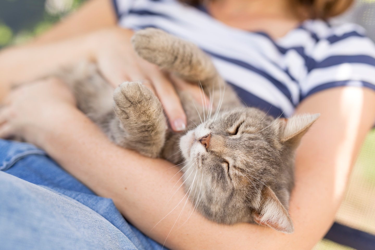 New global study reveals surprising link between feline populations and human happiness levels