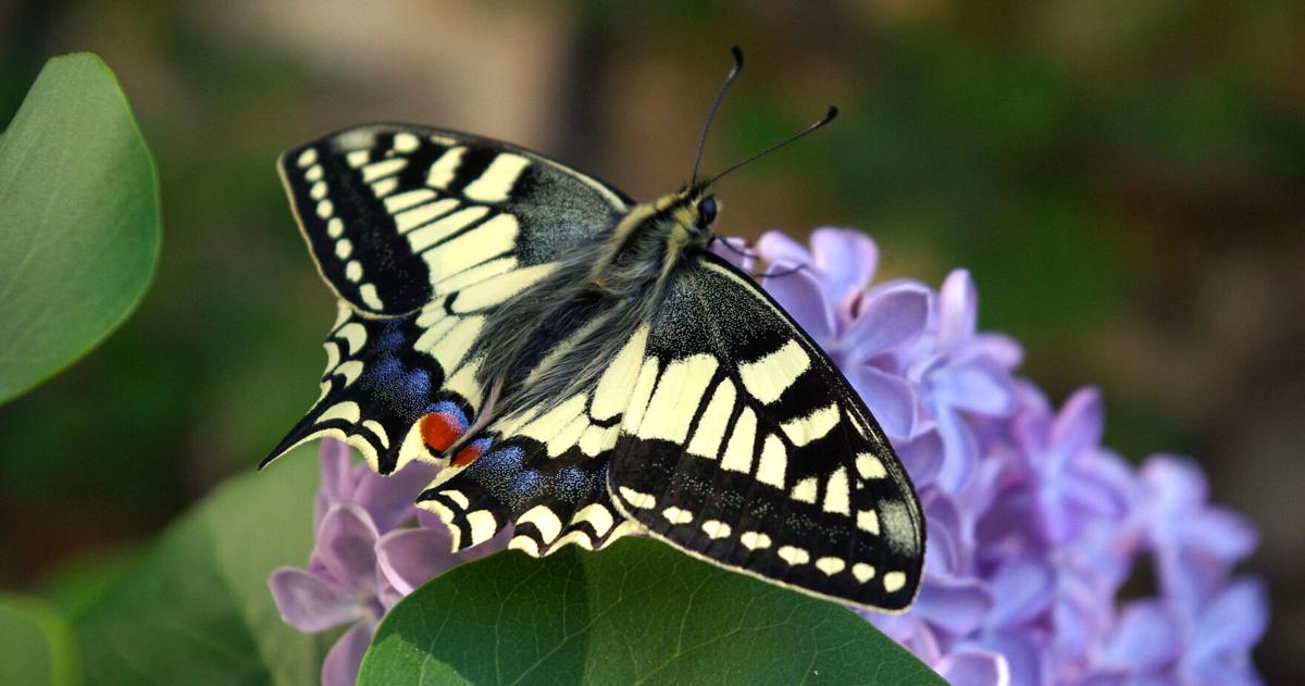 New study reveals butterfly wing patterns create optical illusions to confuse predators.