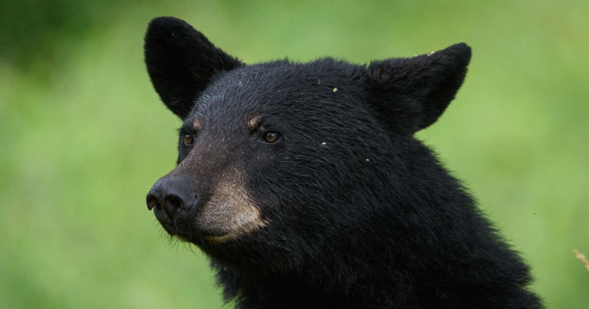 Montana wildlife officials euthanize 14 food-conditioned bears found near Bozeman home.