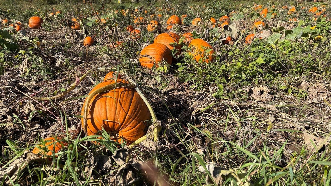Communities Celebrate Autumn Pumpkin Festivals Nationwide While Virginia Farmers Face Severe Crop Losses