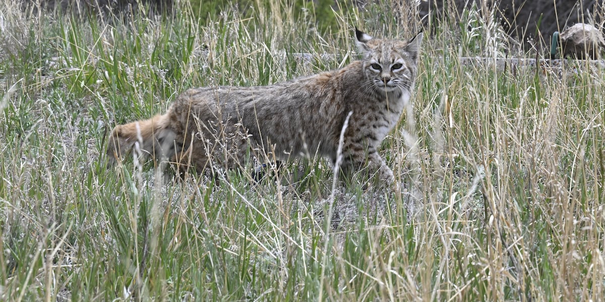 Three Men Plead Guilty to Illegally Poaching Dozens of Bobcats in New Hampshire