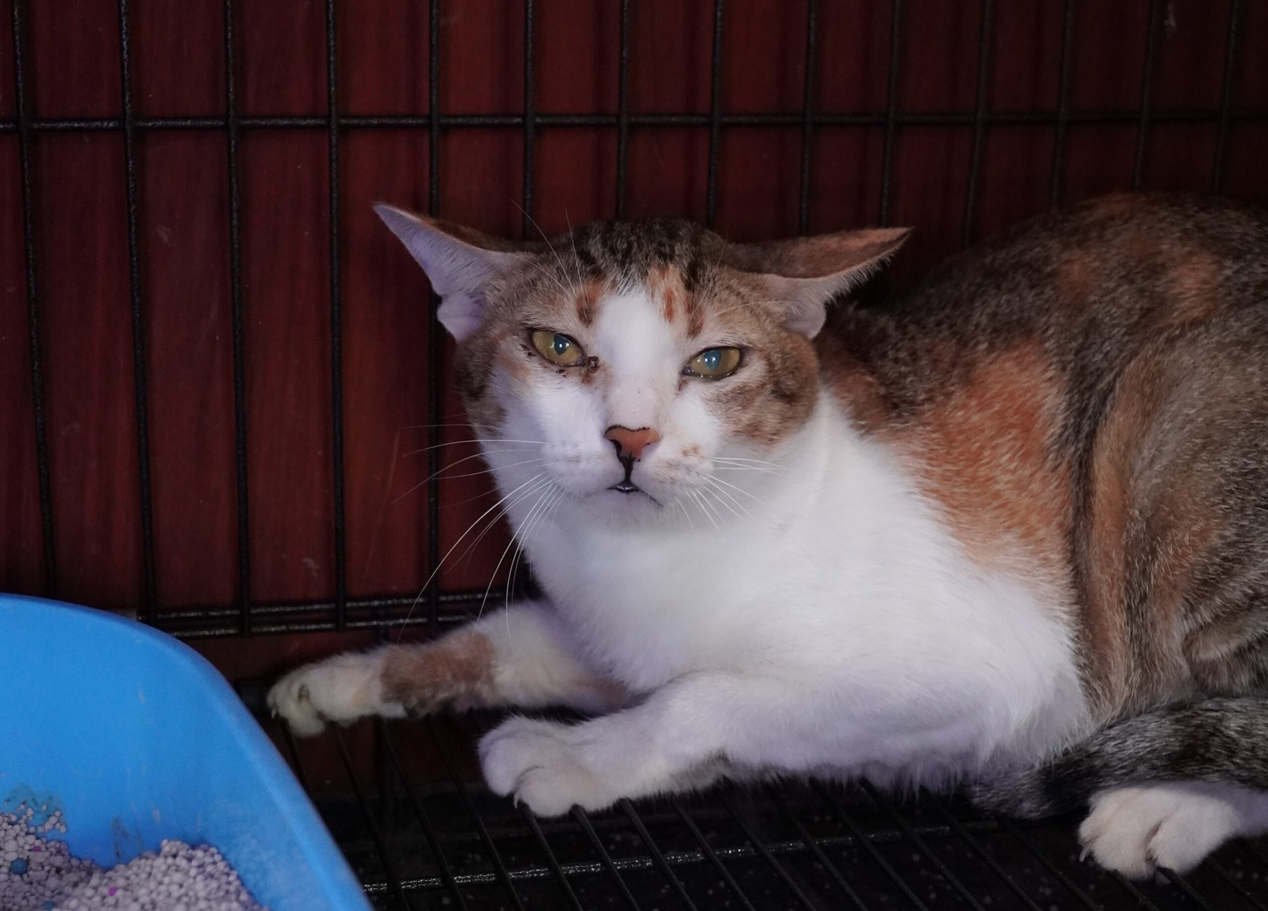 Vietnamese Police Arrest 12 Men Accused of Stealing Thousands of Cats for Meat Trade