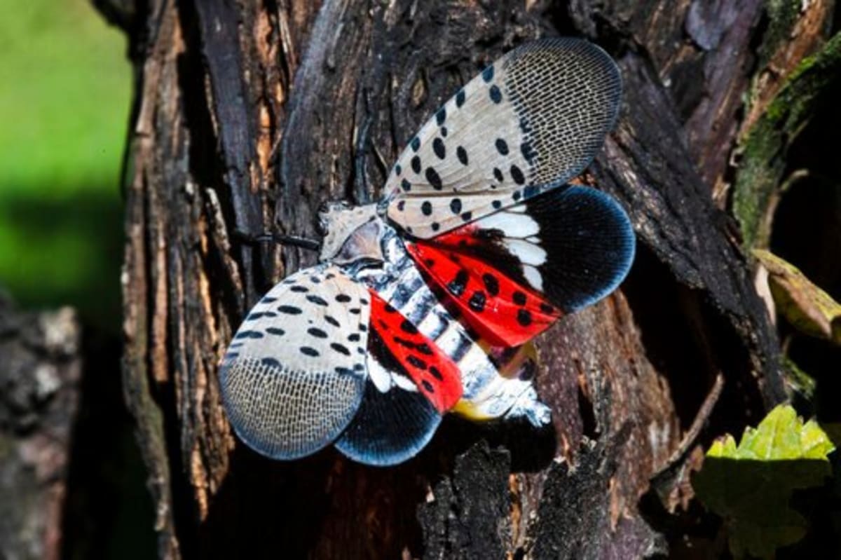 Pennsylvania sues Idaho resident for selling fake spotted lanternfly permits to businesses
