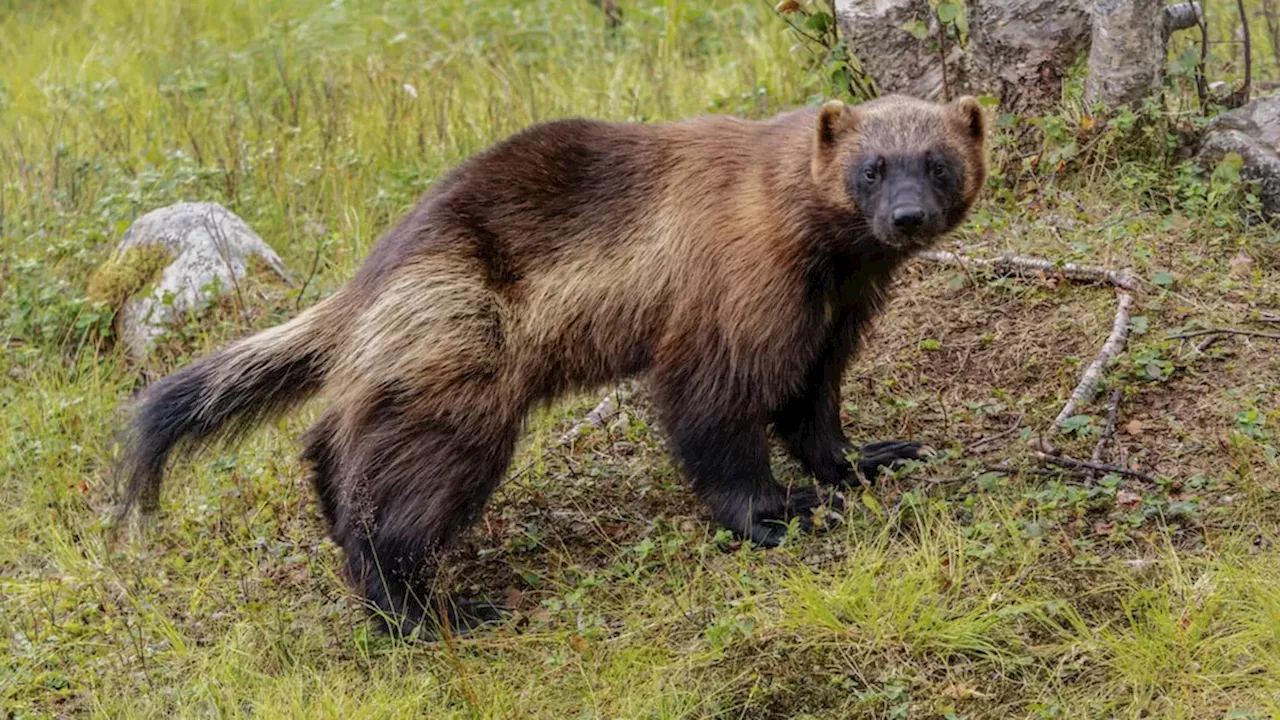 New Studies Reveal How Roads and Recreation Severely Disrupt Wildlife Populations