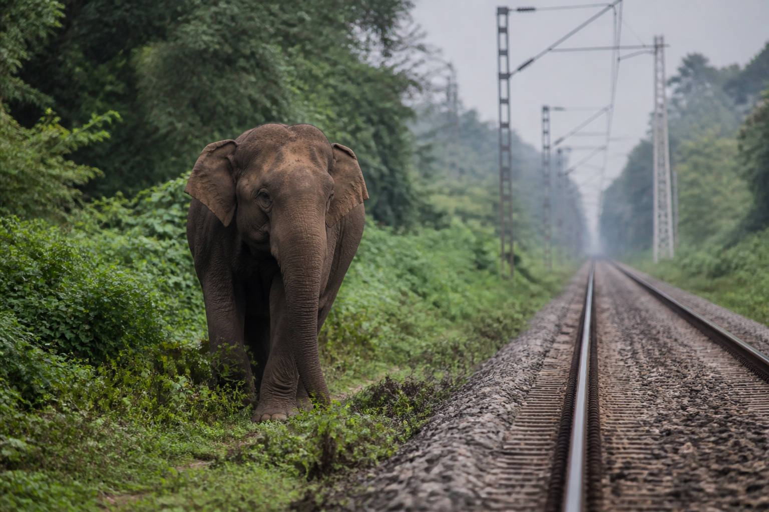 Northeast Frontier Railway uses AI acoustic systems to save 255 elephants from collisions