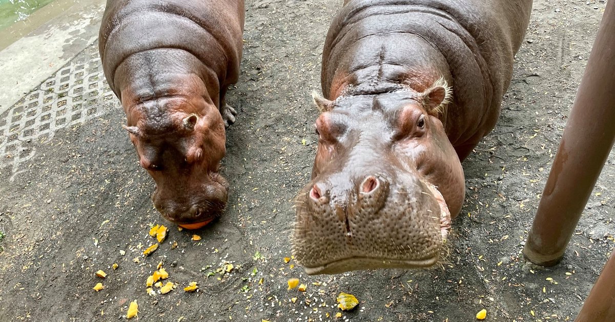 Akron Zoo Launches Family-Friendly Halloween Events Featuring Inclusive Trick-Or-Treating Trails