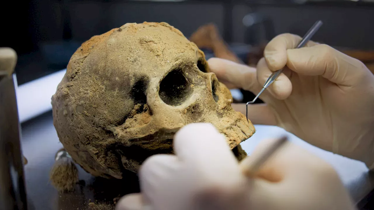 Forensic reexamination of ancient skulls reveals evidence of early Egyptian retainer sacrifice.