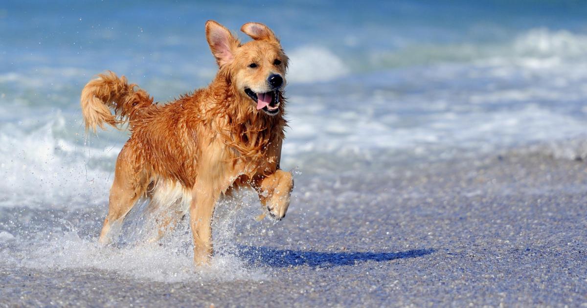 Seasonal dog bans officially lift across popular beaches throughout the United Kingdom.