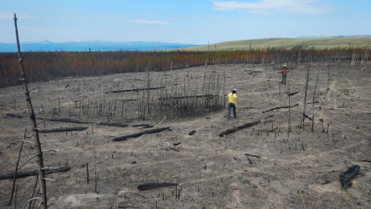 Climate change and invasive species are driving severe wildfire risks across global ecosystems.