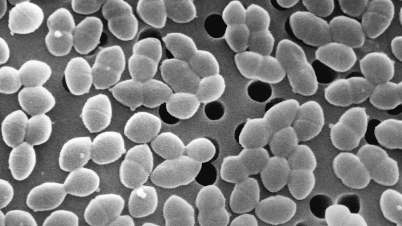 Study Links High Sugar Intake to Gut Damage During Antibiotic Treatment