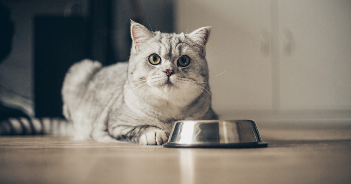 New Study Detects Lead and Other Contaminants in Most Tested Cat Foods