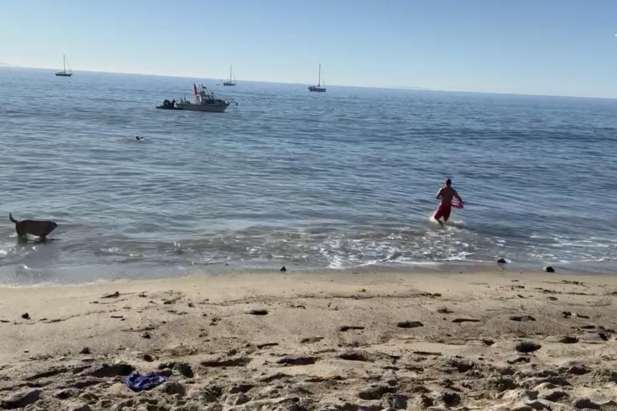 Kayaker Hospitalized After Shark Attack While Fishing Off Malibu Coast