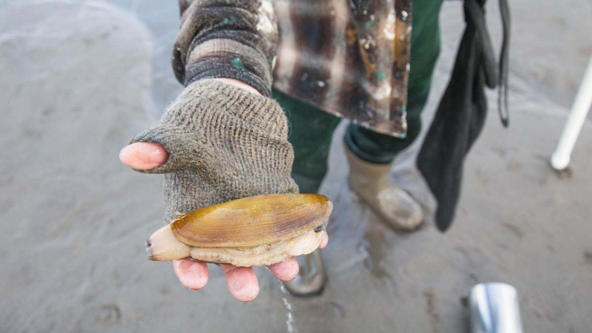 Oregon closes statewide razor clam harvesting after tests detect dangerous domoic acid levels.
