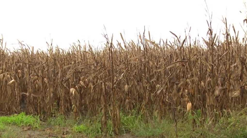 Persistent Midwest Rains Delay Harvests and Threaten Crop Quality in Several States