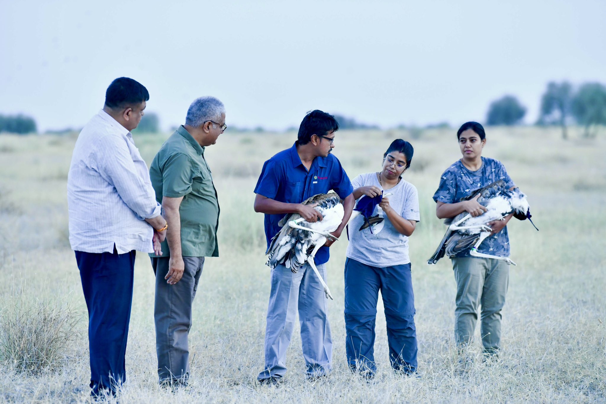 India begins rewilding captive-bred Great Indian Bustards at a Rajasthan national park.