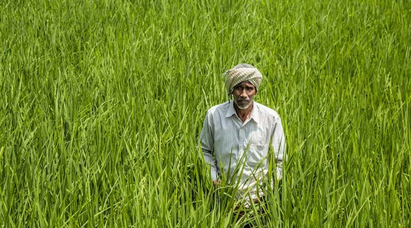 Cabinet Raises Minimum Support Prices for Rabi Crops to Encourage Diversification