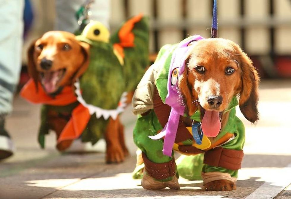 Halloween 2026 Costume Trends Span Pop Culture, Gaming, and Pets