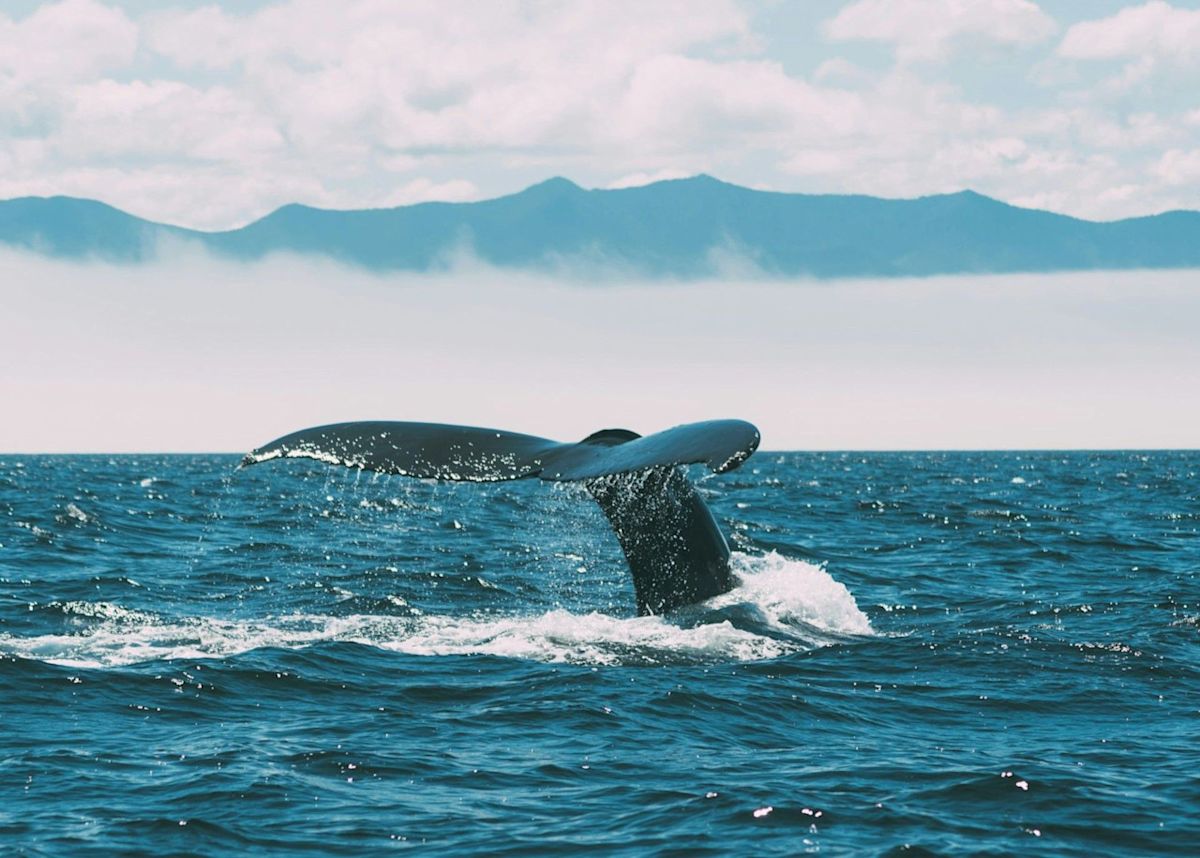 Canada Invests C$1.2 Billion In Ocean Protection To Balance Pacific Trade Growth